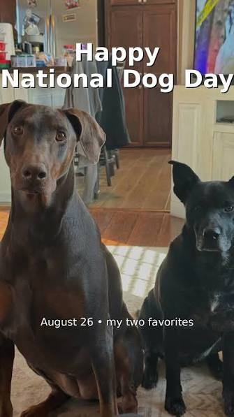 National Dog Day — two dogs sitting together