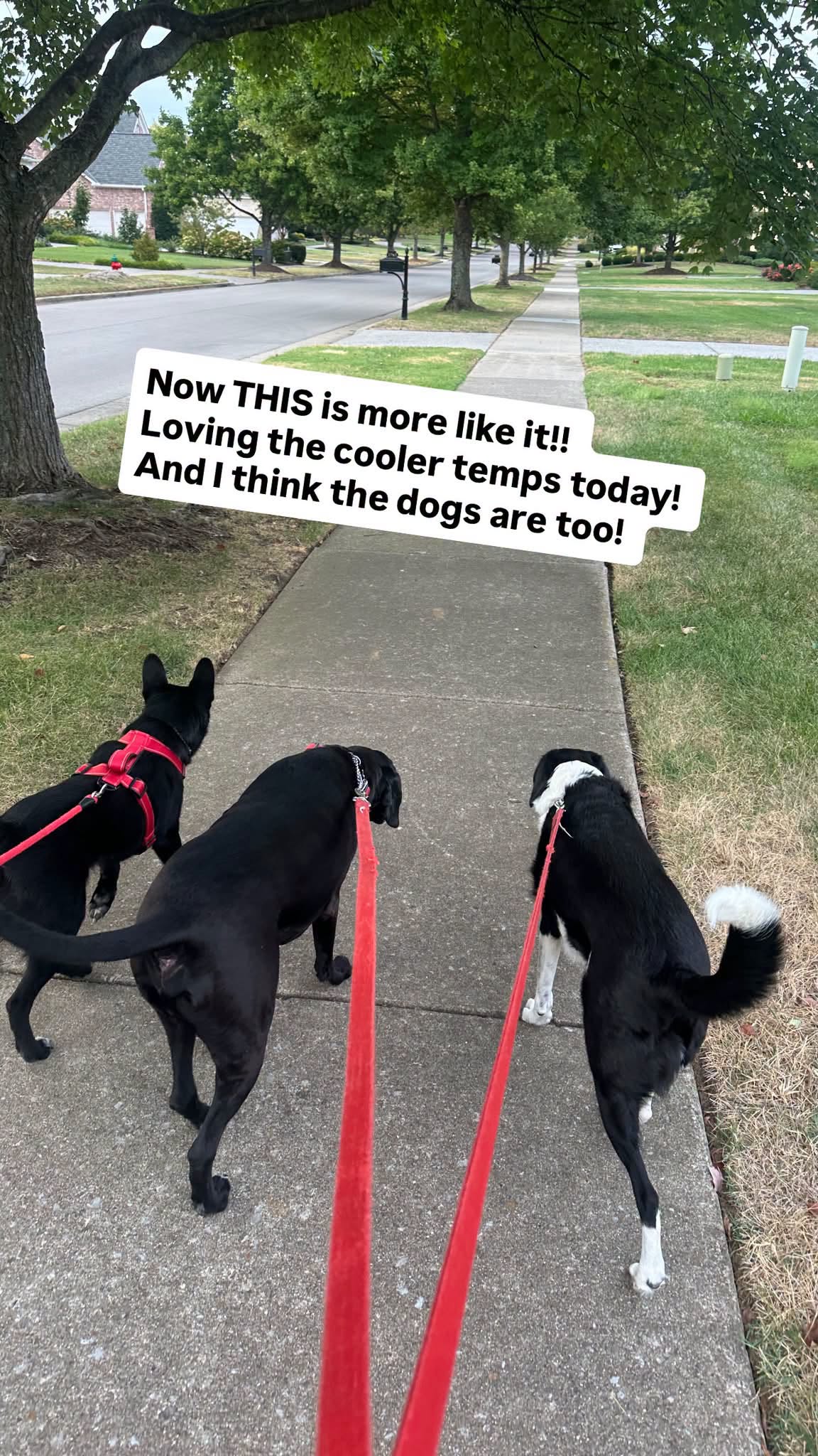 All three dogs walking on leashes on a neighborhood sidewalk