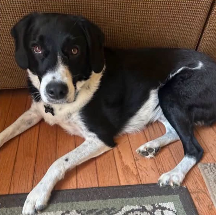 Wilson the dog lying on hardwood floor looking at camera