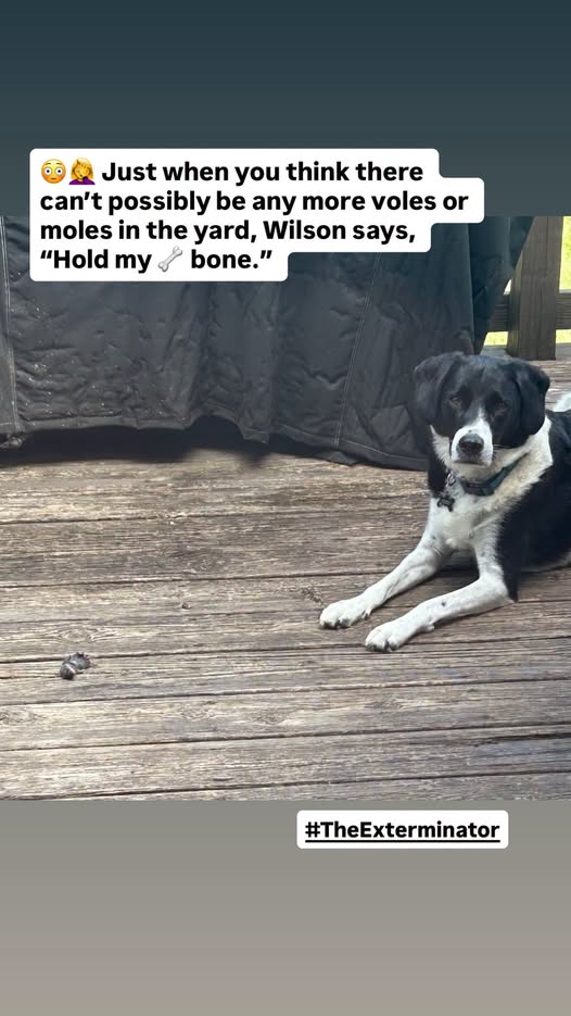 Wilson the Exterminator on the deck with his catch
